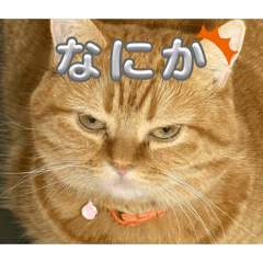 ku-tan_20260329190259