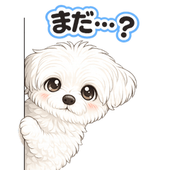 Cute Maltipoo, Handy Daily Phrases