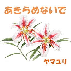 Wildflower Stickers Summer Collection