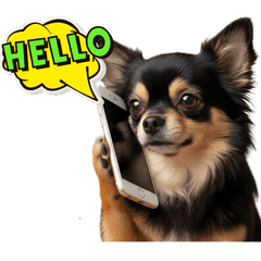 Turbo the Chihuahua: Daily Use