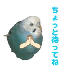 Tomatoes_20260328131817