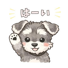 Soft & Fluffy Schnauzer