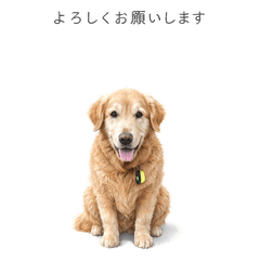 Golden_Lucky_03(Gentle Daily Life)