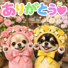 consideration chihuahua p