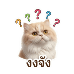 Cat Cute_20260329155822