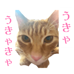 fuwari_20260329221317