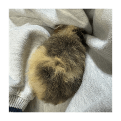 Umebosimaru_20260329234751