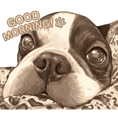 French Bulldog Gorbache