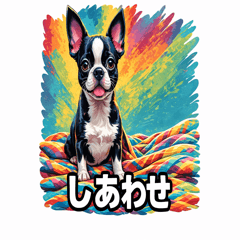 Cute Boston Terrier Expressions