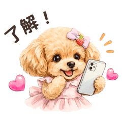 Emma the Toy Poodle Gentle Everyday Life