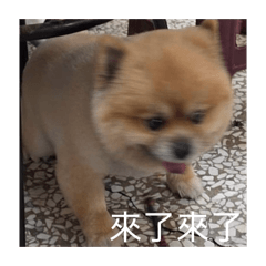 小胖胖之胖生活