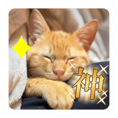 futtan_20260330083414