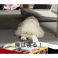 愛されまくる犬