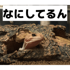 Leopard Gecko: Instant Reply