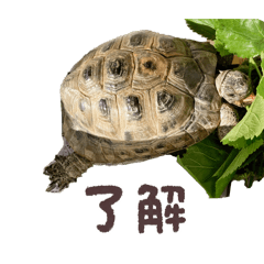 asako_20260328223716