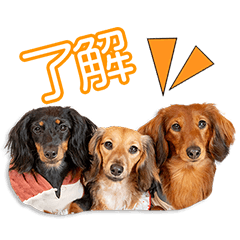 My beloved Reo&Sora&Rara