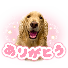 ゴールデン犬コスモ♂