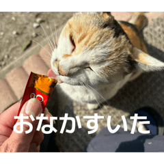 shinichi_20260329171526