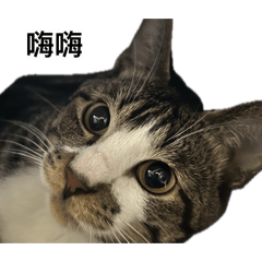 兇兇第二代貼圖