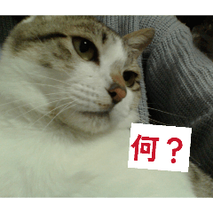 hikari_20260330023509