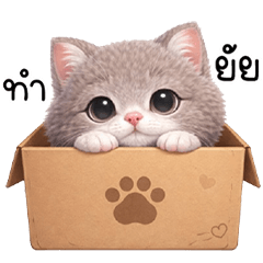 chubby little cat so cute