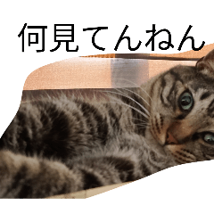 HARUTO_20260330114732