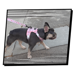 Momiji10048_20260329195457