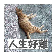 71&漢堡還有咪咪貓貓們