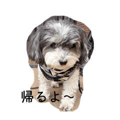 avocado_20260330000114