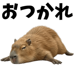 Capybara and daily life