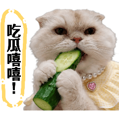 小乖的混亂日常