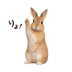 zuppisu_20260330123639