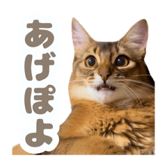 harun_20260330134310