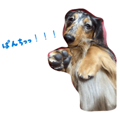 renayanbo_20260330131648