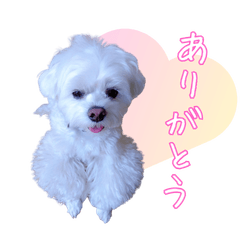 Paru-kun LINE Stickers 02