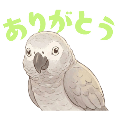 African Grey Parrot Stickers