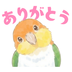 White-bellied Caique Stickers