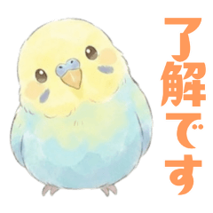 Pudding the Budgerigar(4)