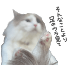 noelkuntoharu_20260330011811