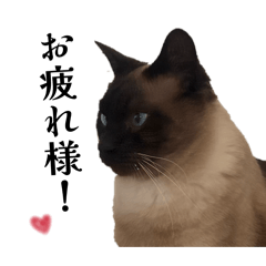 yuica_20260330013704