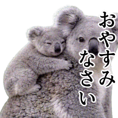 【毎日使える】コアラの赤ちゃん