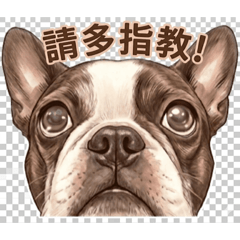 Cute French Bulldog's Daily Life