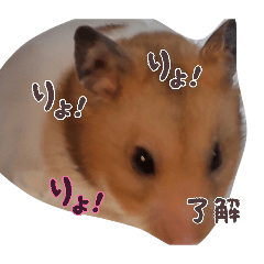 Hikari_20260329141620