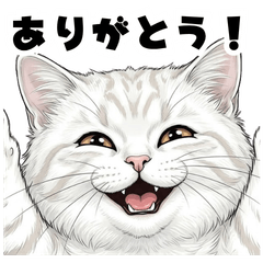 Everyday Cat Stickers (Simple  Words)