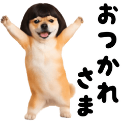 Move bobbed hair Shiba