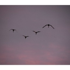 susukino yorei_20260329190915