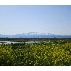 susukino yorei_20260329192953