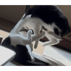 morokoshi_20260329195619