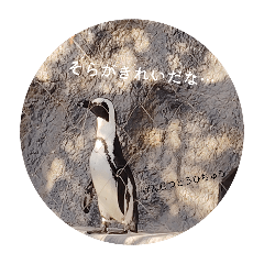 Ayaneko_20260329202730