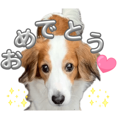 kooikerhondje REX_20260329203255